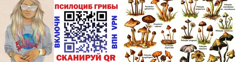 дарк нет телеграм  Щигры  Галлюциногенные грибы GOLDEN TEACHER  наркотики 